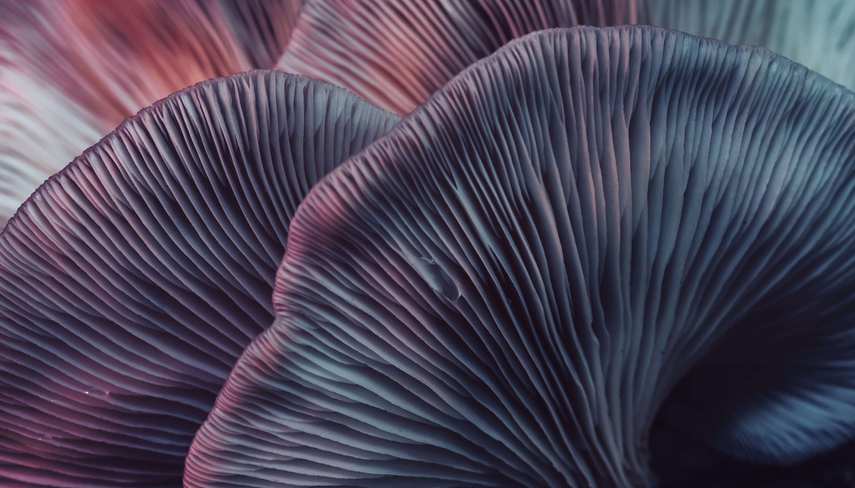 Detail image of a mushroom.